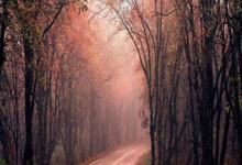 [法甲]第32轮：布雷斯特0-0南特 集锦.